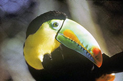 Toucan aus Costa Rica